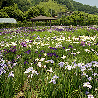 河津2004