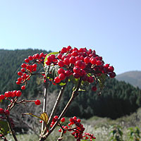 田貫湖2004