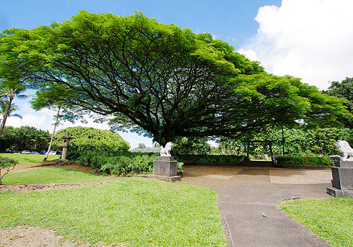 ハワイ島2013