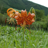 箱根湿生花園2006