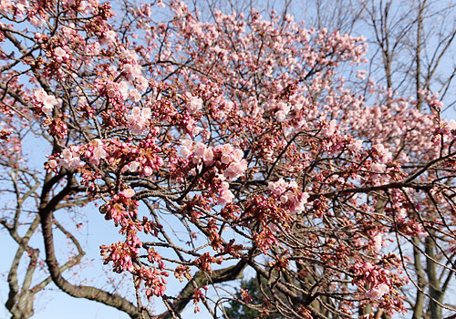 小石川植物園2015