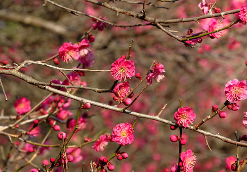 小石川植物園2015