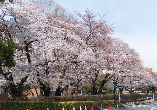 東京・春2015