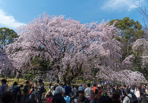 東京・春2015