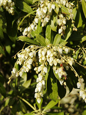 辻村植物公園200803