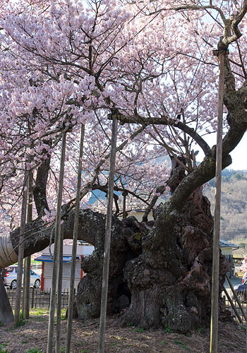 山梨・桜201504