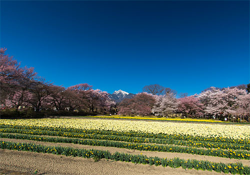 山梨・桜201504