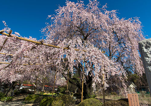 山梨・桜201504