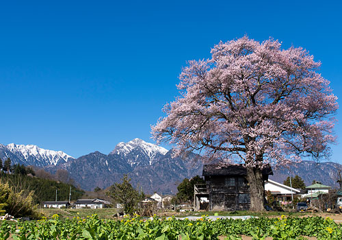 山梨・桜201504