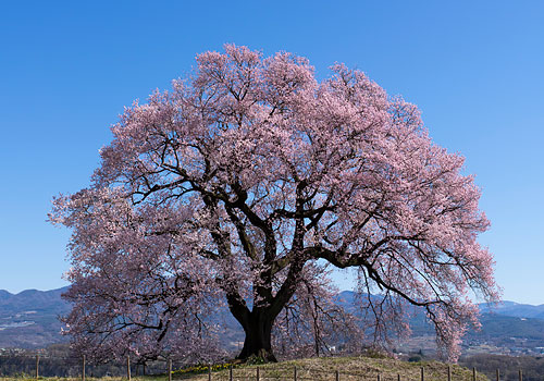 山梨・桜201504