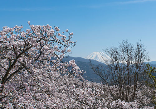 山梨・桜201504