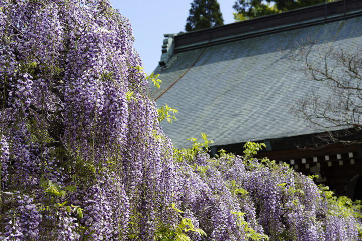 林泉寺の長藤