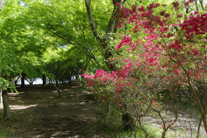 一碧湖・ヤマツツジ