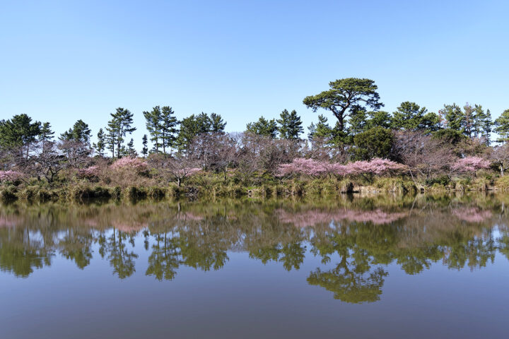 明神池の河津桜