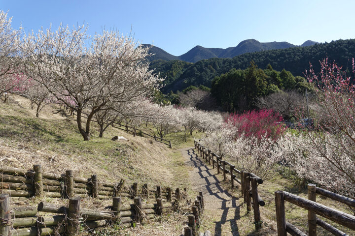 戸田 新田梅林公園