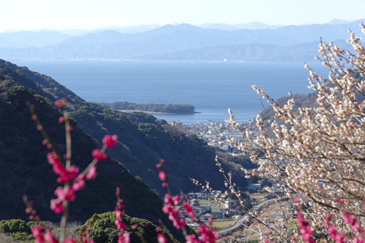 戸田 新田梅林公園