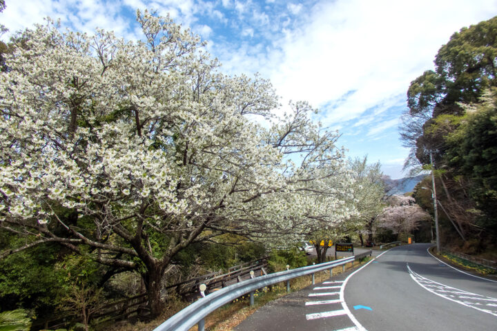 沼津土肥線沿いのオオシマザクラ