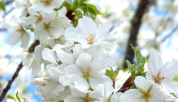 オオシマザクラ 大島桜