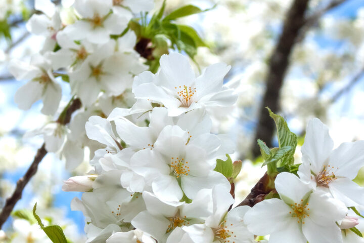 オオシマザクラ 大島桜