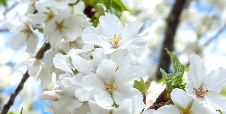 オオシマザクラ 大島桜