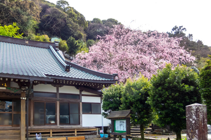 戸田 三光寺の枝垂れ桜